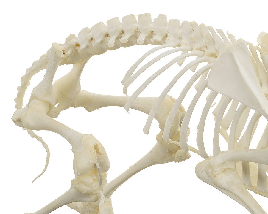 Sheep Skeletons' Numbered Bones Pictures